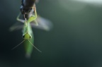 Mantodea - Mantises